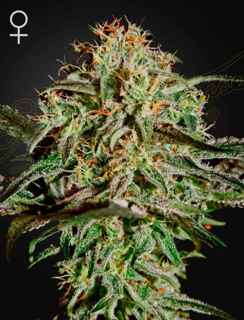 A.M.S: SWISS SATIVA X SWISS INDICA STRAIN