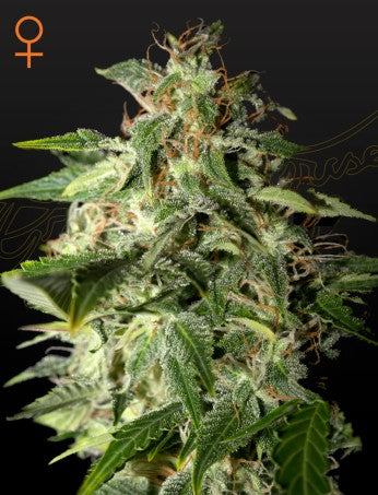 AFGOOEY: AFGHAN X MAUI HAZE STRAIN
