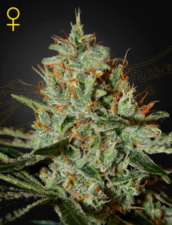 ALASKAN ICE: WHITE WIDOW X HAZE STRAIN
