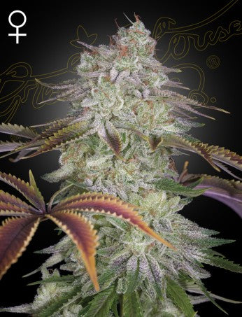 ALIENZ: WATERMELON ZKITTLEZ X VELVET MOON STRAIN