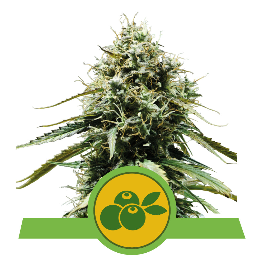 HAZE BERRY AUTO STRAIN