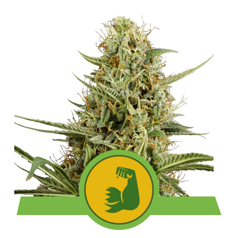 HULKBERRY AUTO STRAIN