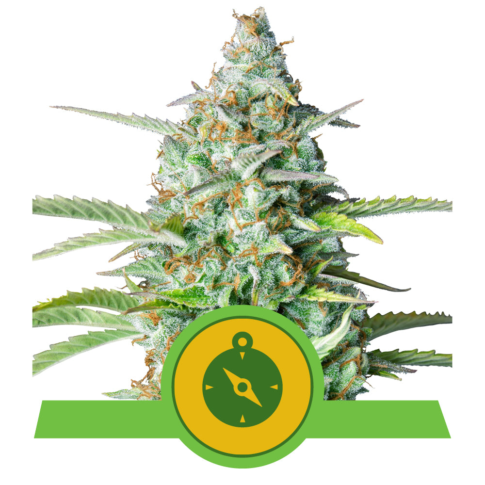 NORTHERN LIGHT AUTO STRAIN