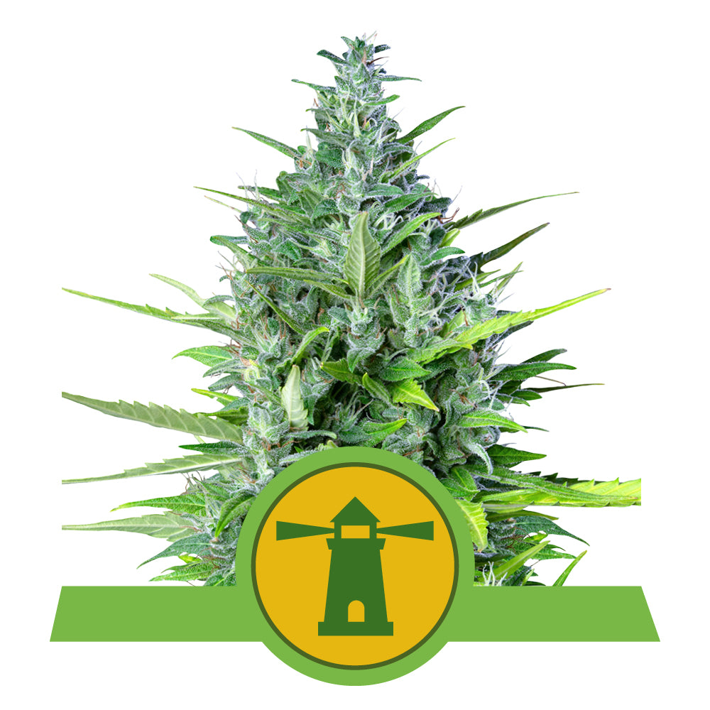 ROYAL HAZE AUTO STRAIN
