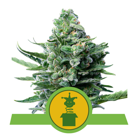 ROYAL JACK AUTO STRAIN
