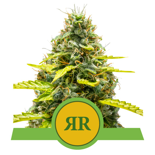 ROYAL RUNTZ AUTO STRAIN