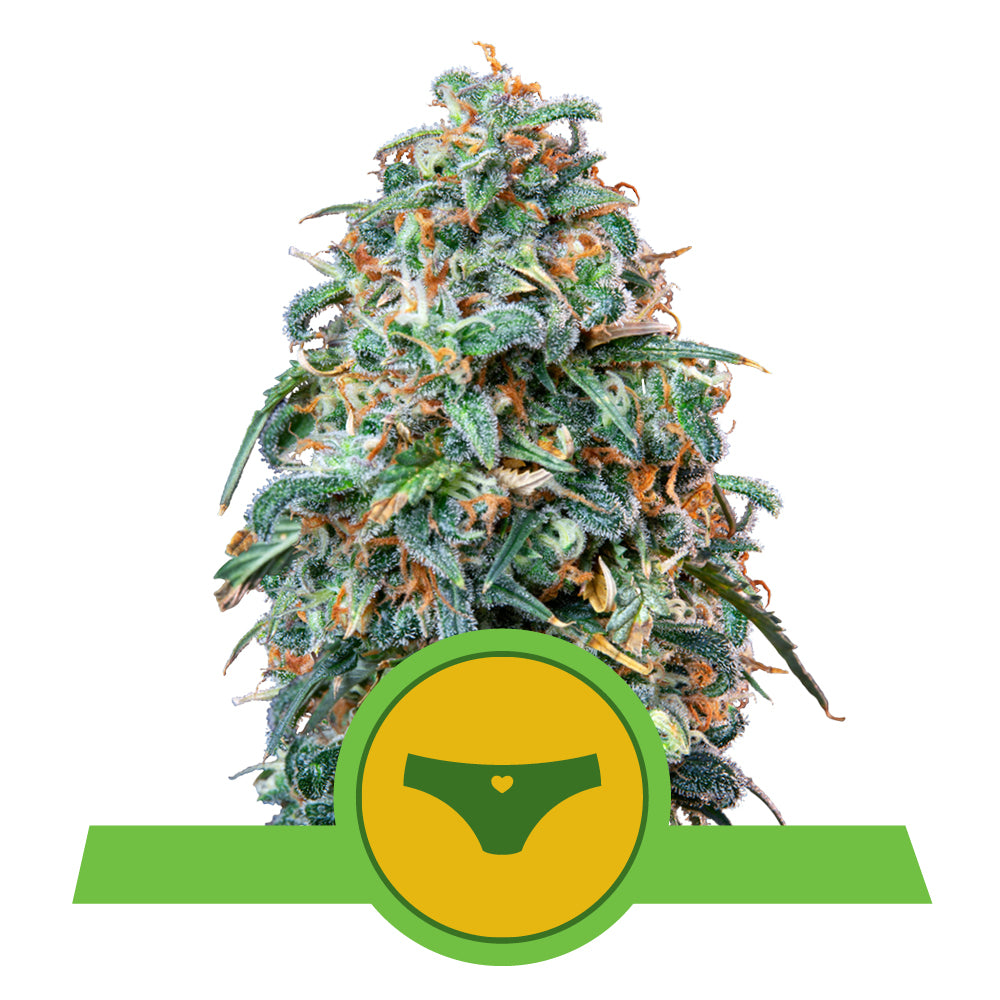 SHERBET QUEEN AUTO STRAIN