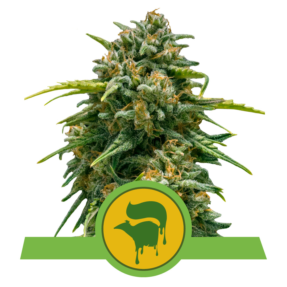 SWEET SKUNK AUTO STRAIN