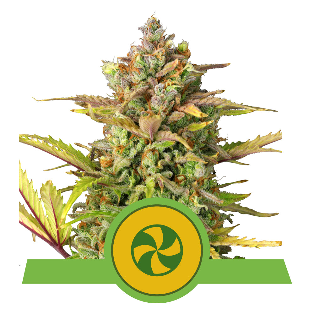 SWEET ZZ AUTO STRAIN