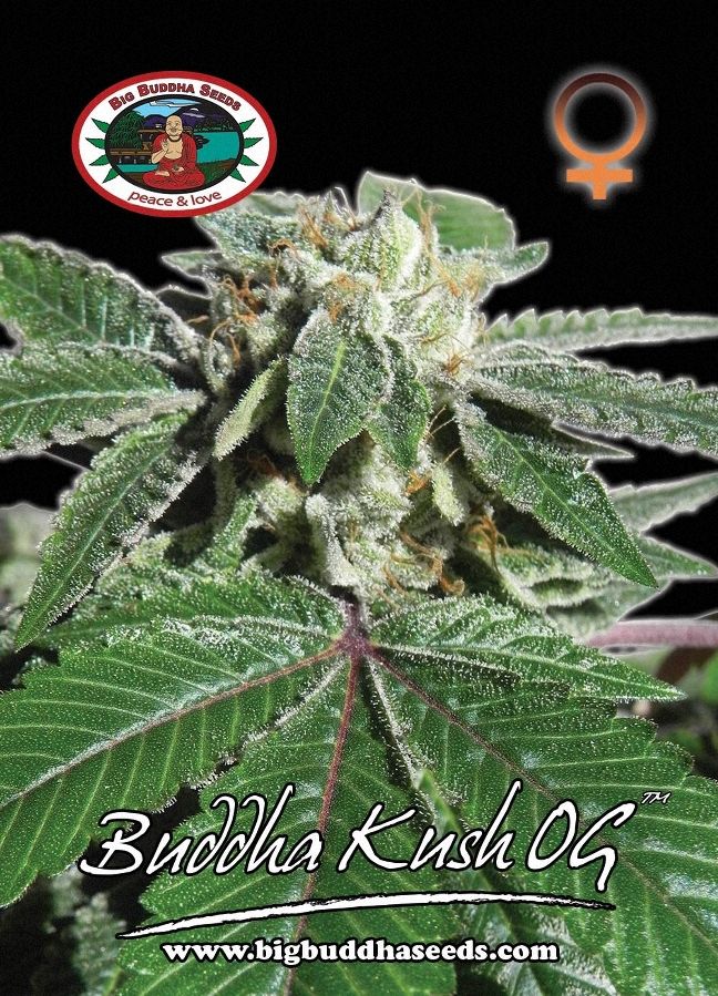 BIG BUDDHA: BIG BUDDHA KUSH OG