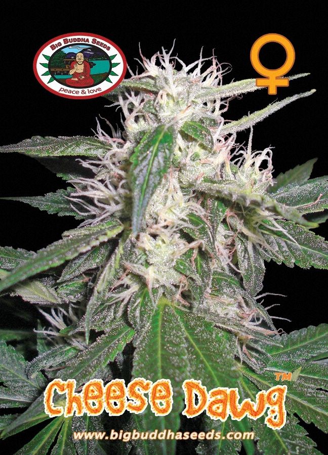 BIG BUDDHA: CHEESE DAWG