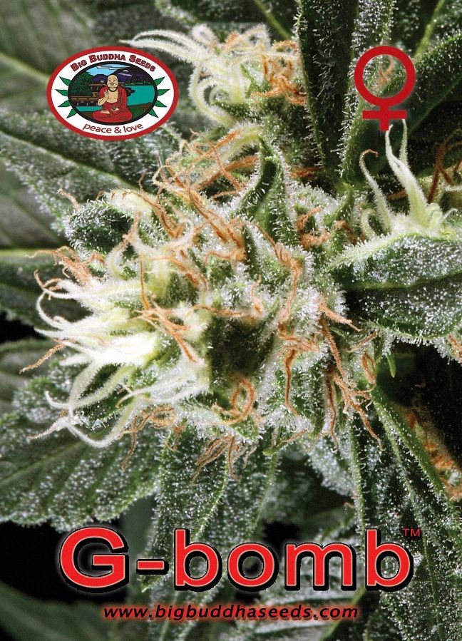 BIG BUDDHA: G BOMB