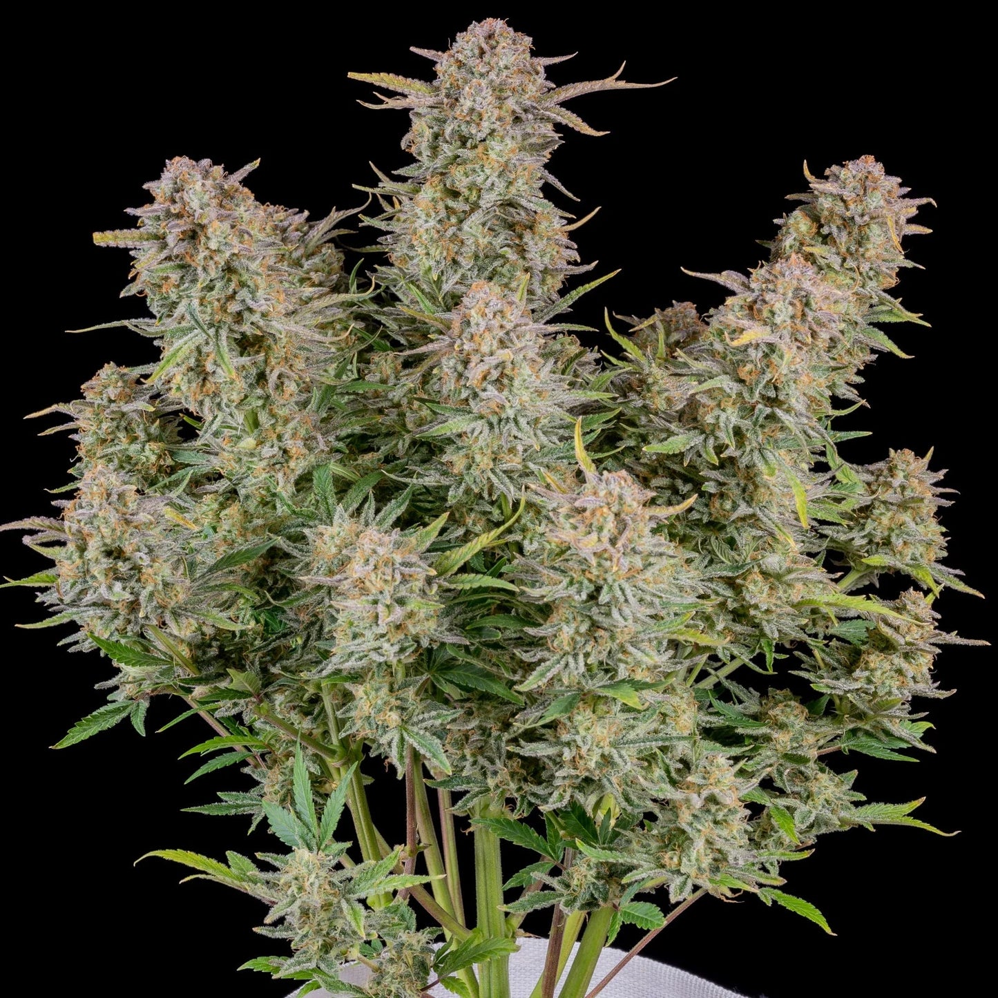 BRUCE BANNER AUTO STRAIN