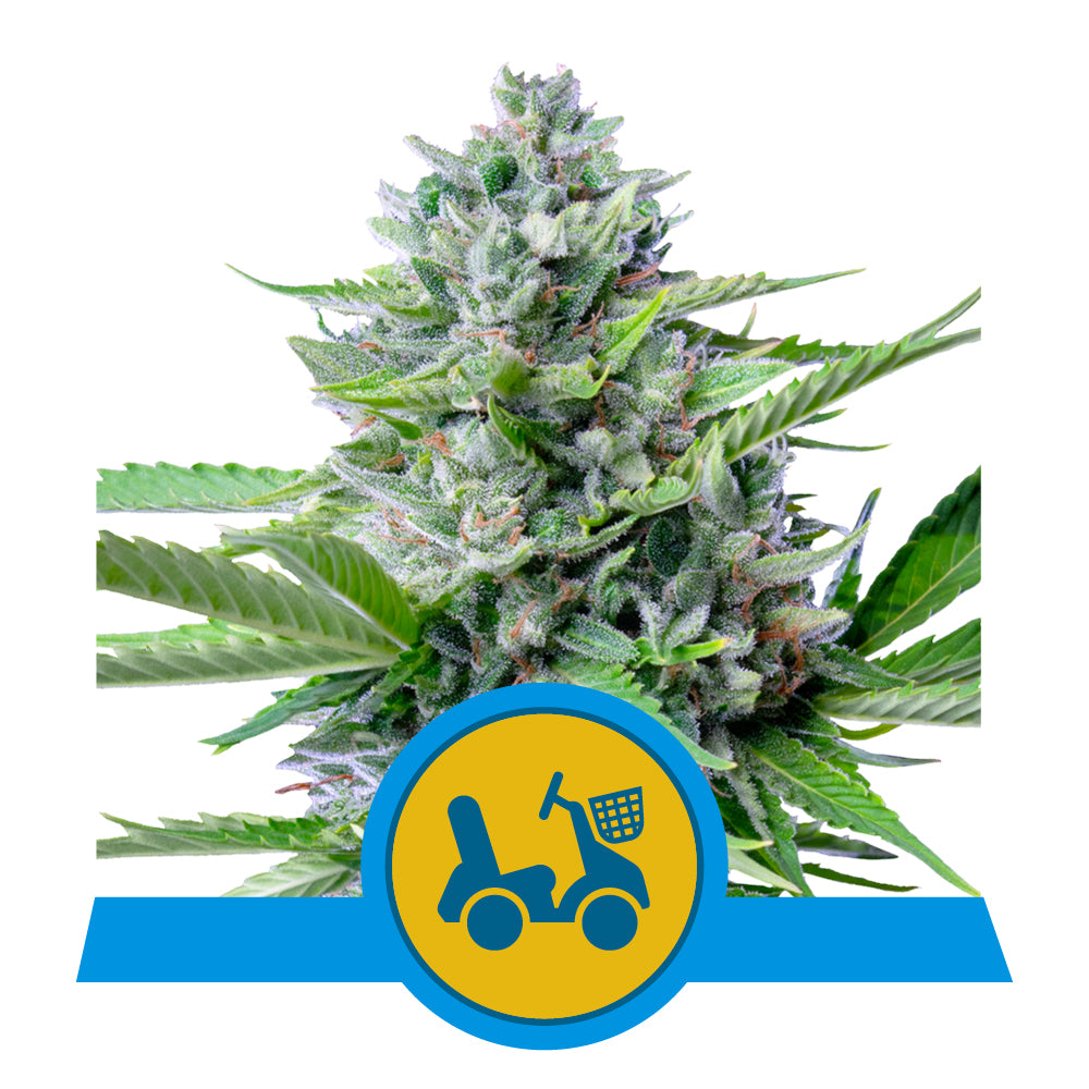 FAST EDDY AUTO CBD STRAIN