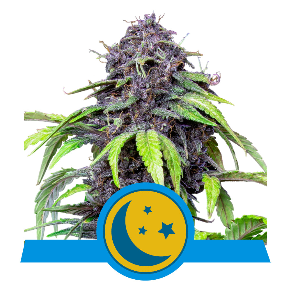 PURPLEMATIC CBD STRAIN