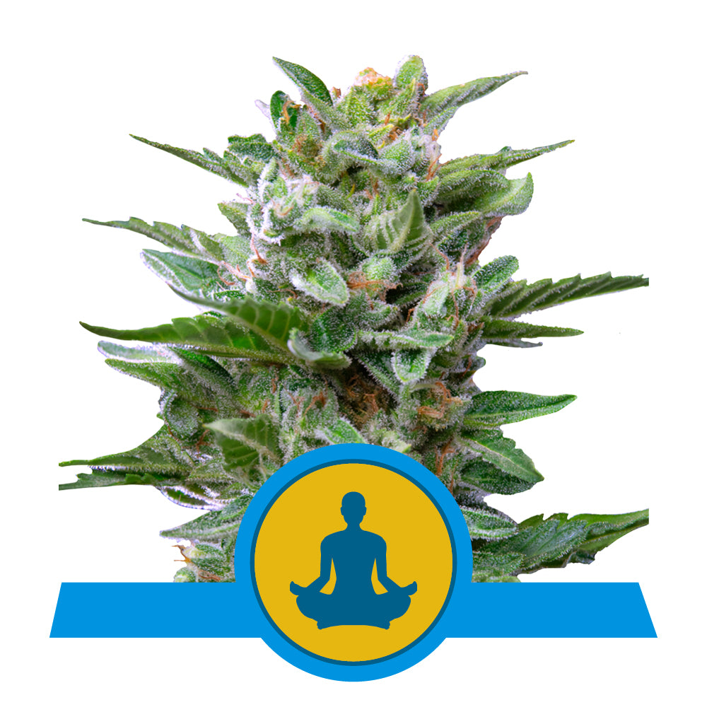 STRESS KILLER AUTO CBD STRAIN