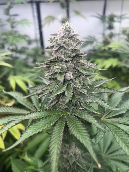 PINK ZHEEZ STRAIN