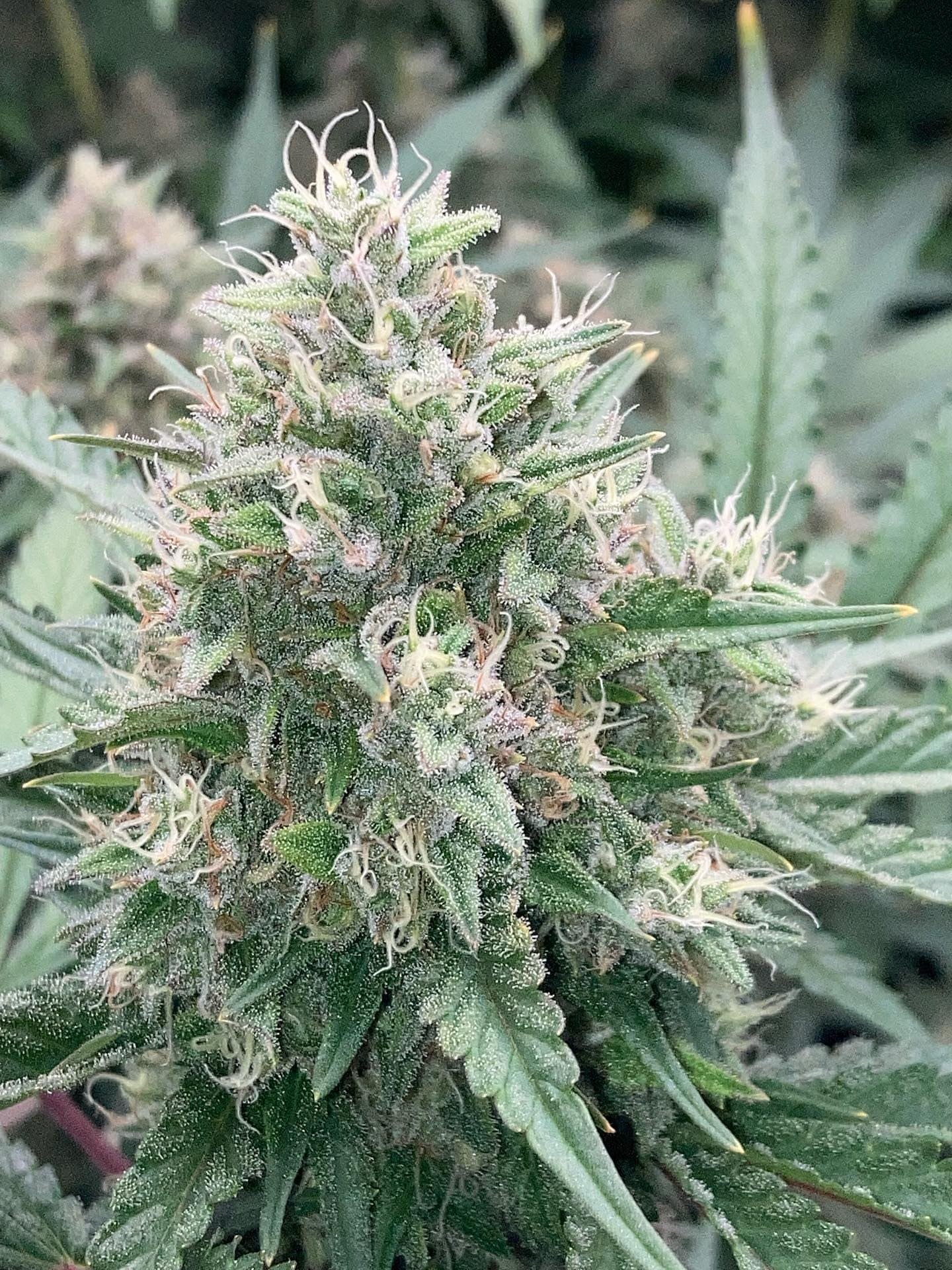 PINK QUAVERS STRAIN