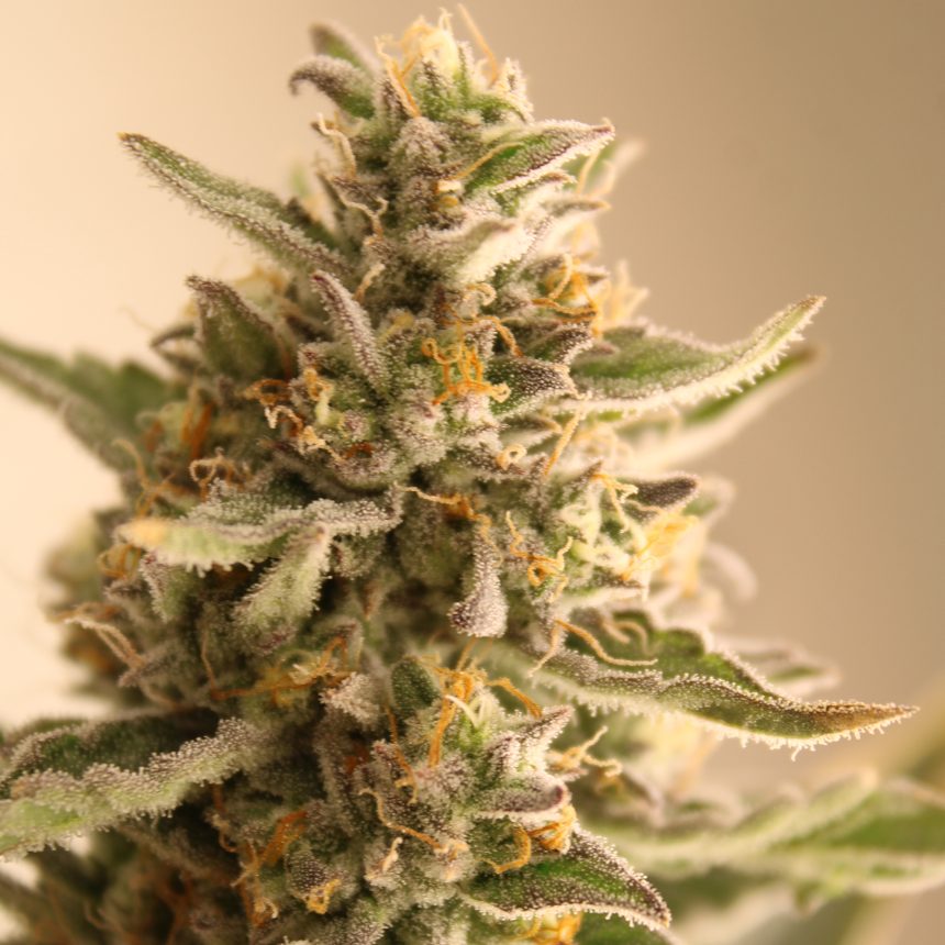 CREAMIEZ STRAIN