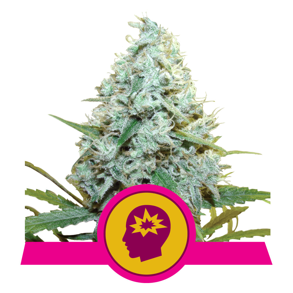 AMG STRAIN