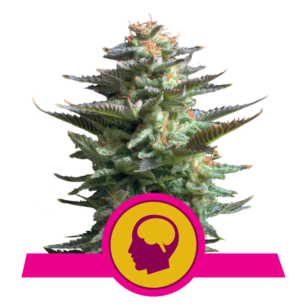 AMNESIA HAZE STRAIN