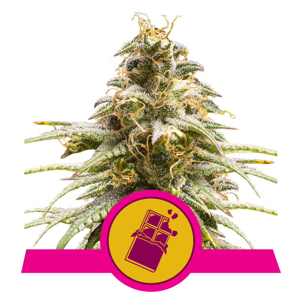 CHOCOLATE HAZE STRAIN