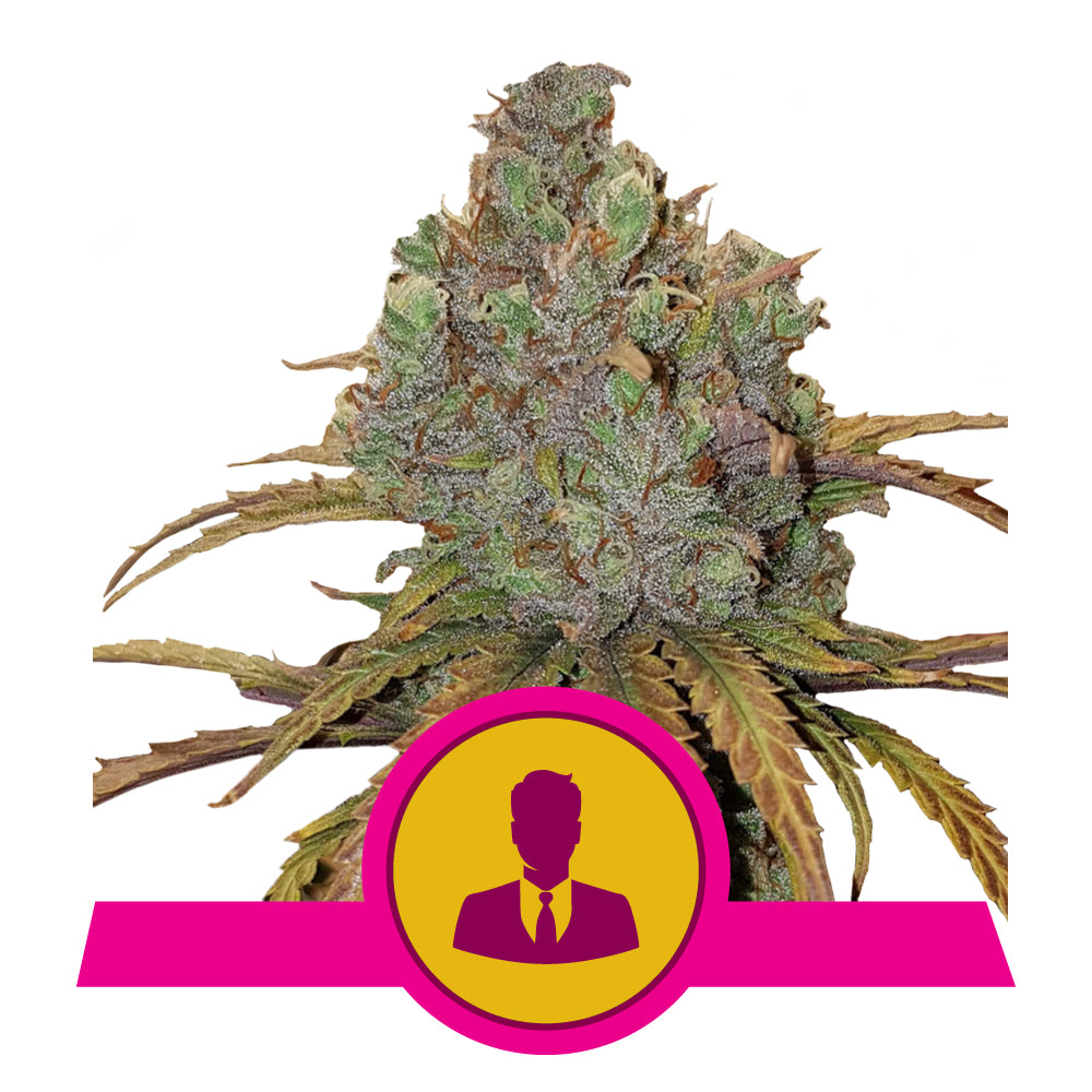 EL PATRON STRAIN