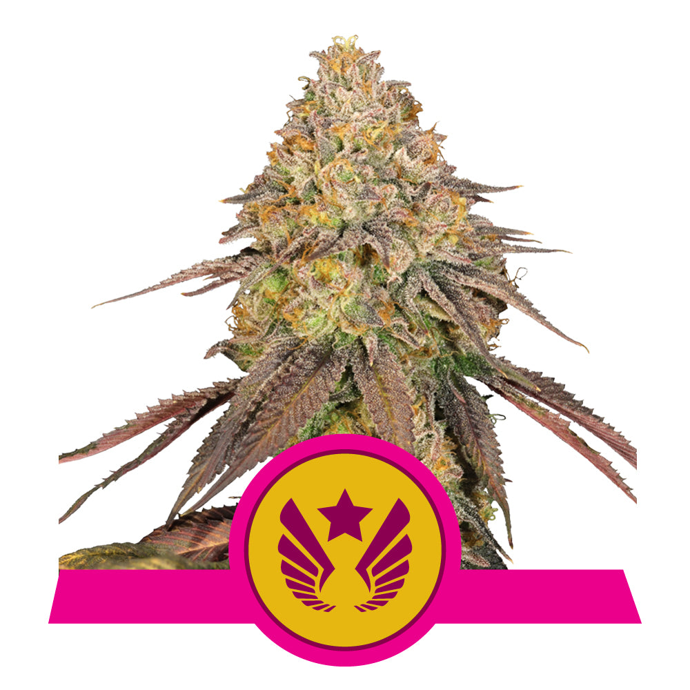 LEGENDARY OG PUNCH STRAIN