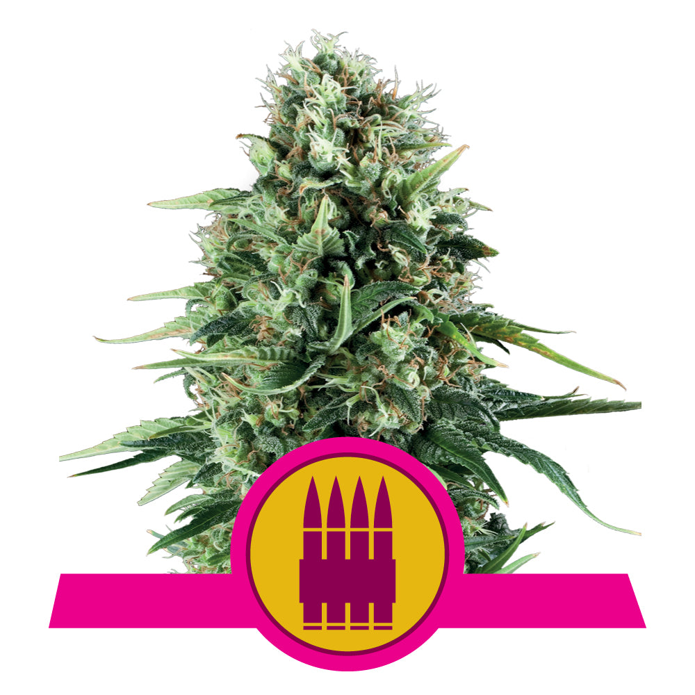 ROYAL AK STRAIN