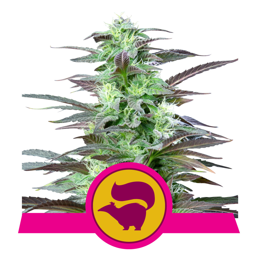 SKUNK XL STRAIN