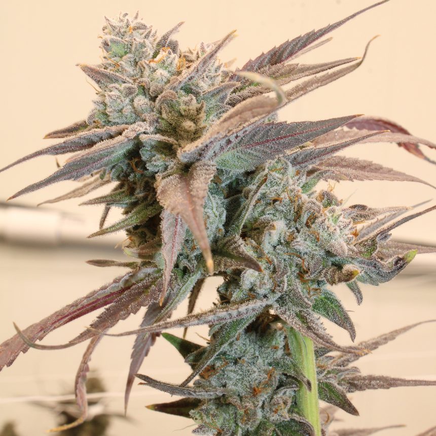 GELONOIDZ STRAIN