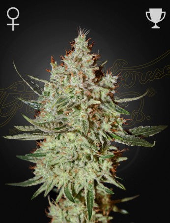GH CHEESE STRAIN