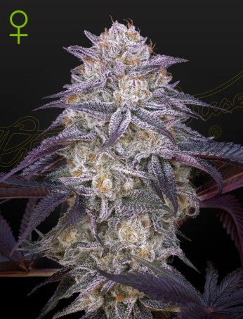 KING'S JUICE X KING'S KUSH AUTO STRAIN