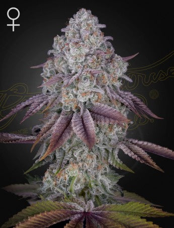 PERSIAN PIE: LEMON TREE X BANANA KRUMBLE STRAIN