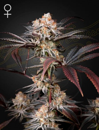 WONDER PIE: WEDDING CAKE X OG KUSH STRAIN