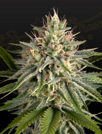 HAWAIIAN SNOW X SOUR BANANA STRAIN