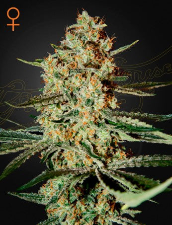HIMALAYA GOLD: NEPALESE X NORTH INDIAN STRAIN