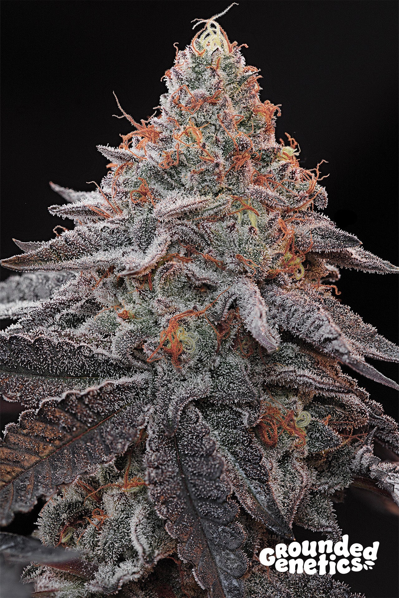 KASHMIR BLACK (KOSHER KUSH X OZARK) X BLUCCI STRAIN