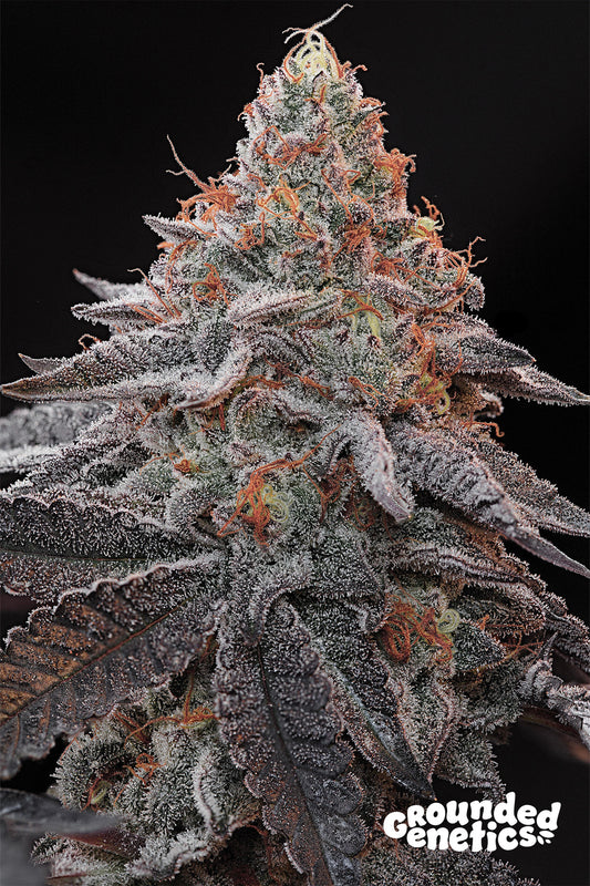 KASHMIR BLACK (KOSHER KUSH X OZARK) X BLUCCI STRAIN