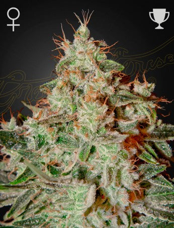 LEMON SKUNK: SKUNK X CITRAL STRAIN