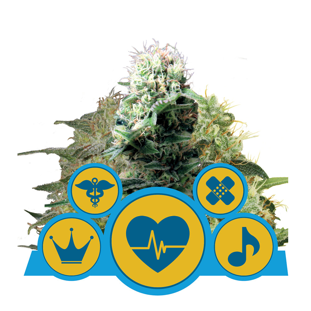 CBD MIX CBD STRAIN