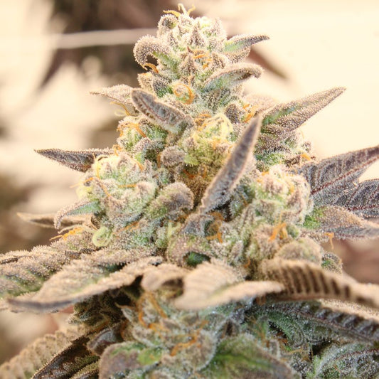 MIZZTREZZ STRAIN