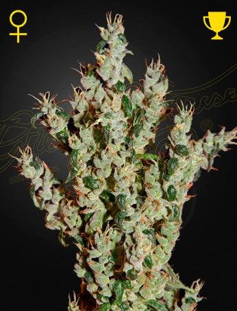 NL5 HAZE: NL5 X HAZE X KALI MIST STRAIN