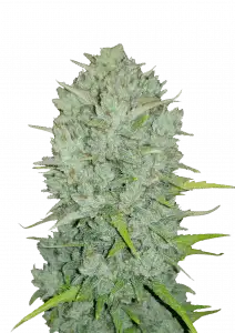 NORTHERN LIGHTS AUTO STRAIN