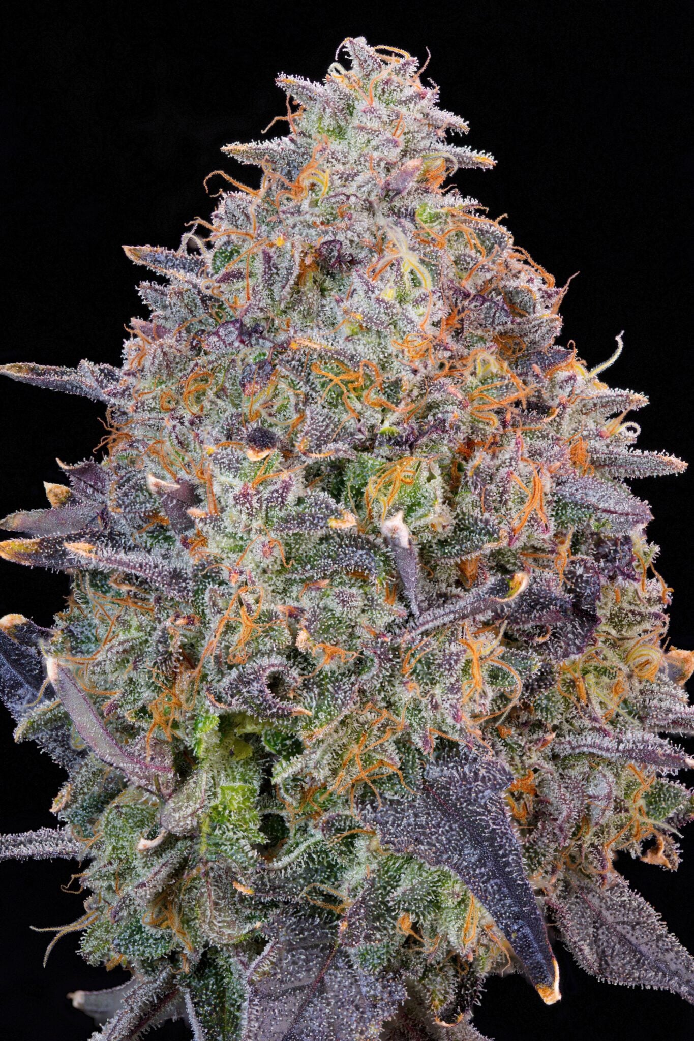 PINK CHAI PINK CHEDDAR X BLUCCI STRAIN