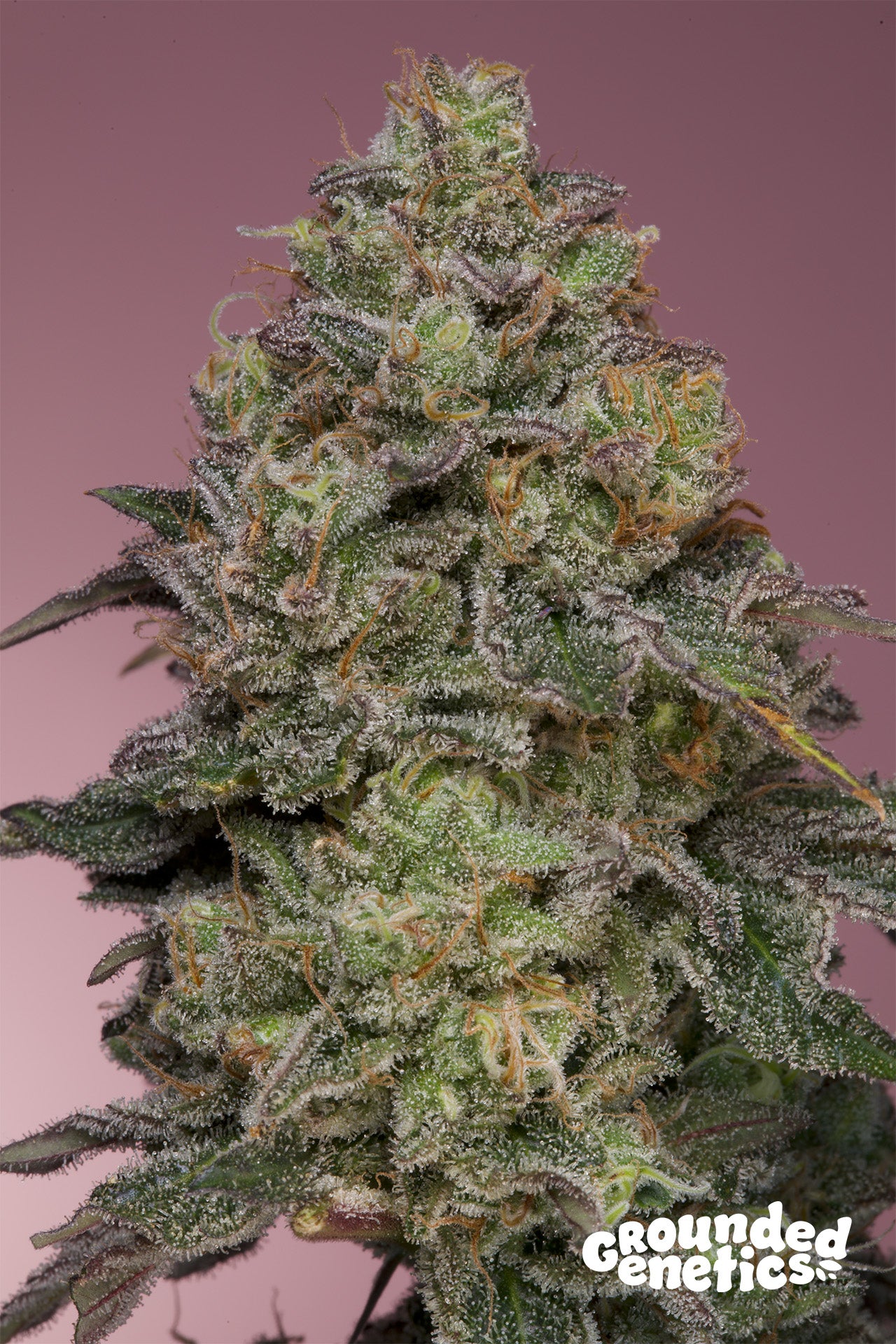 PINK PARMESAN UK CHEESE X PAPAYADAWG STRAIN