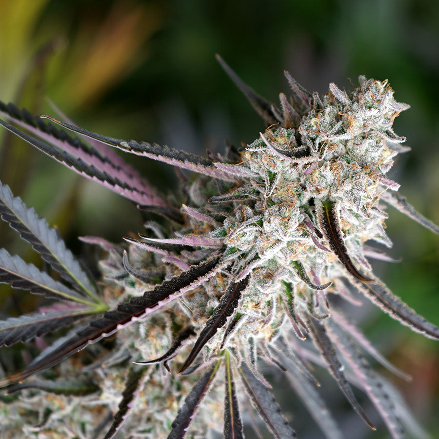 PEANUT BUTTER BREATH FASTFLOWERING STRAIN