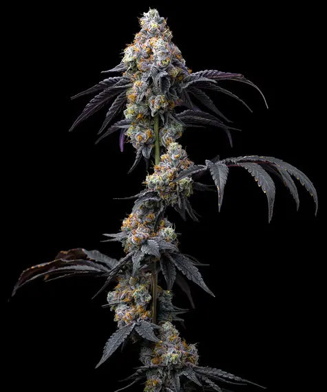 RAINBOW SHERBET STRAIN