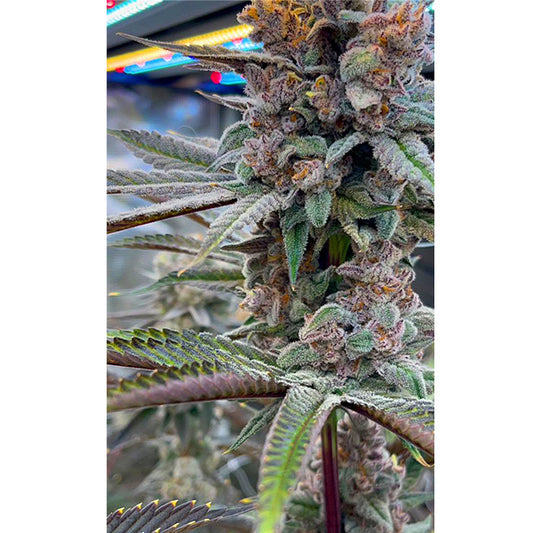 RED SKRRT-BANGER STRAIN