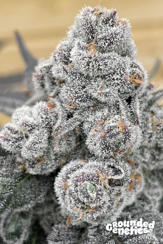 STRAWBERRY GUMMIES (STRAWBERRIES N' CREAM X PAPAYADAWG)